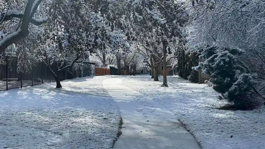 A photo of a snow-covered walking path between trees to a front door of a home in the distance.