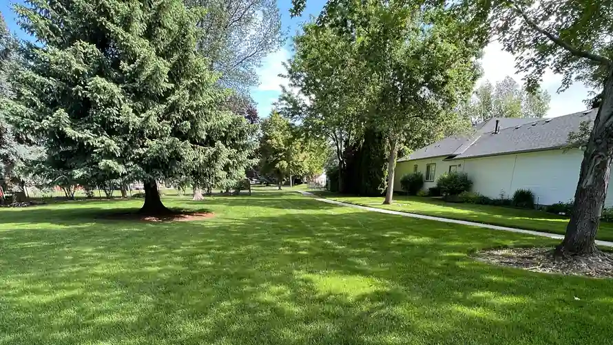 A photo of a lush green lawn aside a long walking path through the common areas, with trees.
